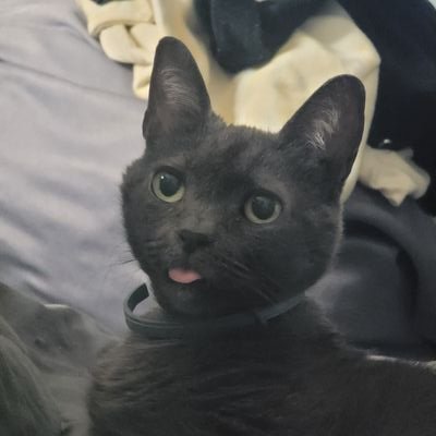 hakeemthatwhat's profile picture. I'm back! Goodbye old account 😭
Any pronoun works | if I know you in real life & didn't invite you here you should leave cause you might get your feelings hurt