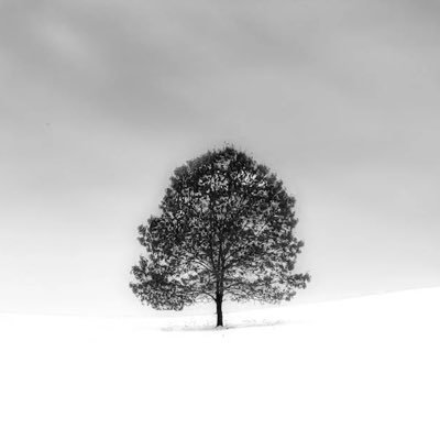 litcrittree3's profile picture. “Are we out of the woods yet?”