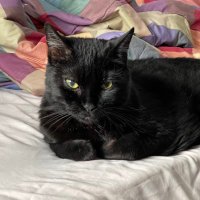 Heather Braum (@hbraum) 's Twitter Profile
