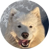 $APOLLO (@apollosamoyeed) 's Twitter Profile Photo $APOLLO (@apollosamoyeed) 's Twitter Profile Photo