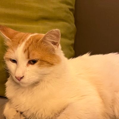 neysekicitirr's profile picture. 