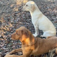 Frances (@francesbeeton) 's Twitter Profile