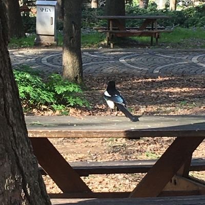 seagull855228's profile picture. Part time degen. Future crypto/NFT/memecoin Millionaire. Dont Fade @giants_planet. Came for the vibes, stayed for the vibes. Just be kind '',)