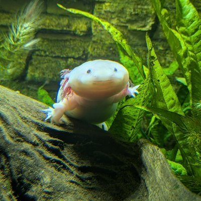 OM Profile