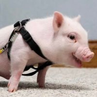 CHRIS P BACON 🐷 (@krispbacon888) 's Twitter Profile Photo CHRIS P BACON 🐷 (@krispbacon888) 's Twitter Profile Photo