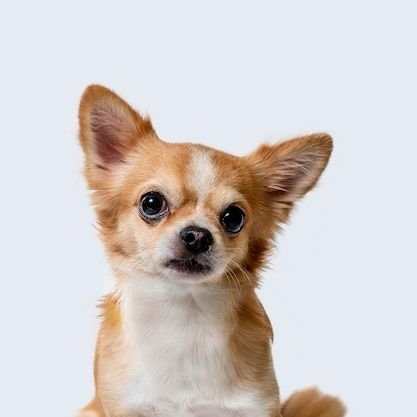 PUPPIESsol's profile picture. The Puppies is calling you to invest in the nugget currency that will give you great returns, do not let this opportunity to grow  without you.
https://t.co/vEIUa8vIlc