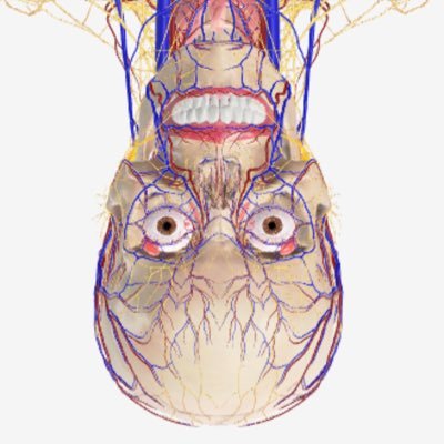 first_dose's profile picture. i’m just a skeleton