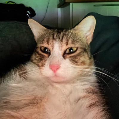 Shampi31's profile picture. Per sempre 💙🖤