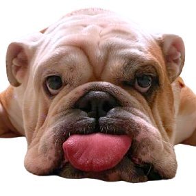🧘♂️The Tongue of Wisdom 🐶
• Tongue out, stress out
• Meditate on green, breathe through red
• Lambo in the garage, peace in the heart