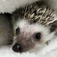 ハリネズミのちぃくん🦔 (@chikuwa_chiku2) Twitter profile photo