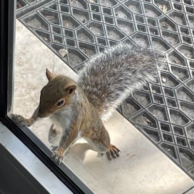 GioelDeRocco's profile picture. 