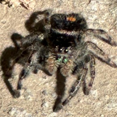 ScottOuell's profile picture. Hobbies include getting blocked by Aurora’s worst city council member, mocking Boebert.I don’t live in my parents basement. I work. Pirates, Cult of Cornette.