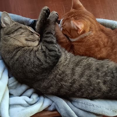 Mississippi State University
4 grown ass children
12 grandchildren
still married to the girl of my dreams
a new cat adopted me! hope I can be a good pet