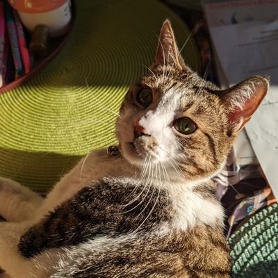 kchaney1333's profile picture. 