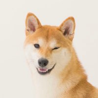 名犬もなかまる (@meikenmonaka0) 's Twitter Profile Photo 名犬もなかまる (@meikenmonaka0) 's Twitter Profile Photo
