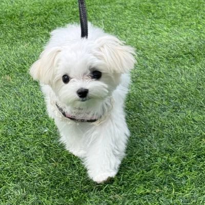 Checo56426648's profile picture. みう（2024年1月♀）マルチーズ、もも（2010年2月25日〜2023年10月29日🌈 ♀）ロングコートチワワ 動物系動画大好き、特に今日のルンルン、ポメラニアンのマヨちゃんねる、グリィちゃんねる の大ファン。