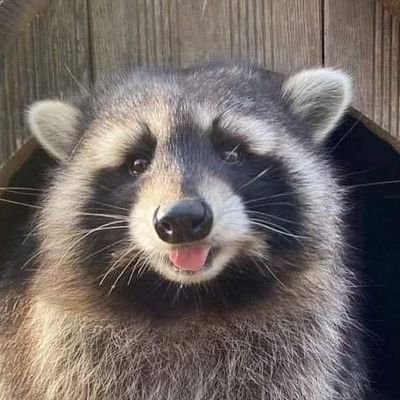 TaffyTanuki0w0's profile picture. i hope you have a wonderful day :3
|
i eat uranium for sustenance