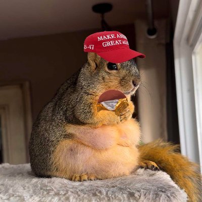 Just a squirrel hodling nuts on the Solana blockchain 🐿️💰 | Memes, nuts, and more! 🥜 $JOEY | Get your nuts!!! 🚀