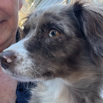 WithMyRealOnes's profile picture. 🙋‍♀️🇺🇸🐶🐕.