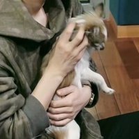 CCCar (@aplivvv96675) 's Twitter Profile