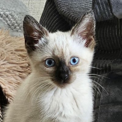 Saberofdawn's profile picture. 