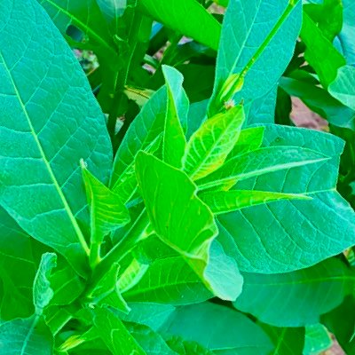 寄付することは義務ではなく特権であると考えてください。 理由もなく他人を助け、見返りを期待せずに与えます。 私たちは与えたり助けたりすることで世界を変え、より良い場所にすることができます.
