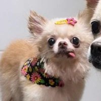 kalliem / Atlas 🍉 (@lonlozi) 's Twitter Profile
