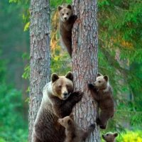 GrizzlyNature (@naturegrizzly) 's Twitter Profile Photo GrizzlyNature (@naturegrizzly) 's Twitter Profile Photo