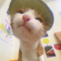 内向黄瓜炒炒炒鸡蛋(回锅升温好吗) (@cucumber0v0_) 's Twitter Profile