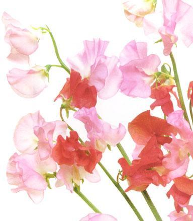 スイートピーの花が好き