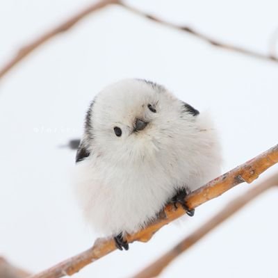 tokitouyositoki's profile picture. 高校時代は和田慎二のイラストを描いたりしてました❗️大学受験以降、筆折りました

職場のお友達に鬼滅の刃の単行本を借りてからマンガオタク再燃しています

同い年の職場仲間からは引かれていますが若い職員さんからは仲間やね😅と支えてもらっています😊

花とゆめ  の愛読者です‼️

よろしく😃✌️