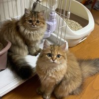 ラピ⭐️チャチャ (@0511chachalapi) 's Twitter Profile