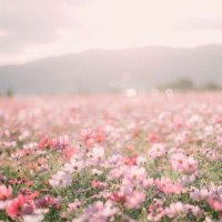 haru🌷 (@gjexu) Twitter profile photo