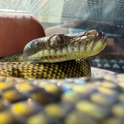 趣味垢生き物好き22伊豆住み ブラッドやボール買ってます誰でもフォローお願いいたします!生き物飼育初心者です🔰よろしくお願いいたします !スマブラもしてます! 良かったらDMしてくれると、嬉しくて飛び跳ねます一緒にやりましょう💪