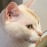 おつぶやん宣伝用垢 (@otubuyanplus) 's Twitter Profile