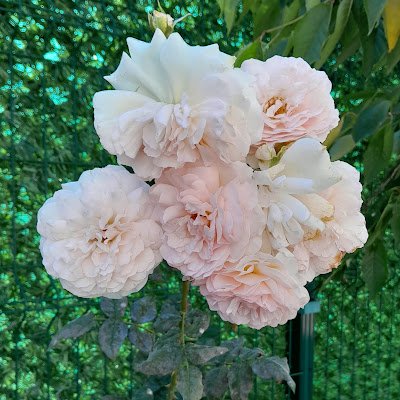 neslihan_shnn's profile picture. 