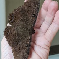 Austins.moths (@mickey_ratfink) 's Twitter Profile Photo Austins.moths (@mickey_ratfink) 's Twitter Profile Photo