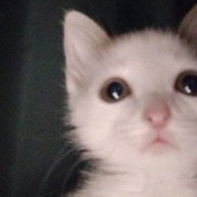 engleshow's profile picture. noob