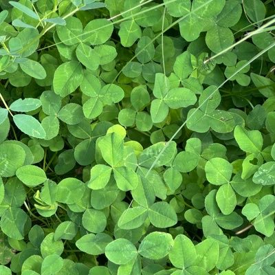 Syiar187's profile picture. 