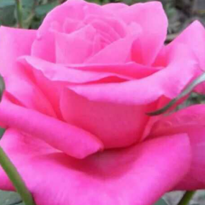 MANSOORQAD8214's profile picture. Veterinarian