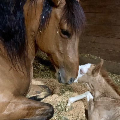 brokenbranchss's profile picture. 