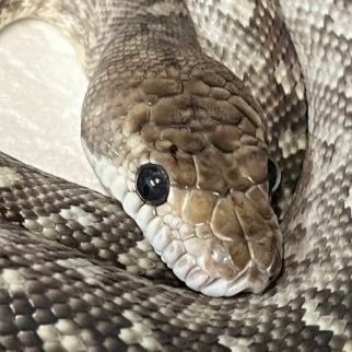 Simalia/Morelia/Antaresiaを主に繁殖させています。🐕🐈🕷️🐍🦎 /蛇のお店→@Daizyu_lepis 🫶→@CarpetSP777