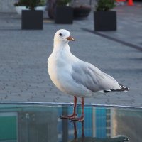 matazo (@kimatatax) Twitter profile photo