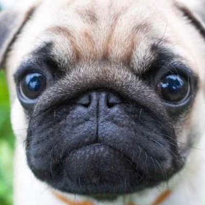 zuriix__'s profile picture. /弟子@KwzHy5 / 相方 @Rye_HP / iPhone6本指 /