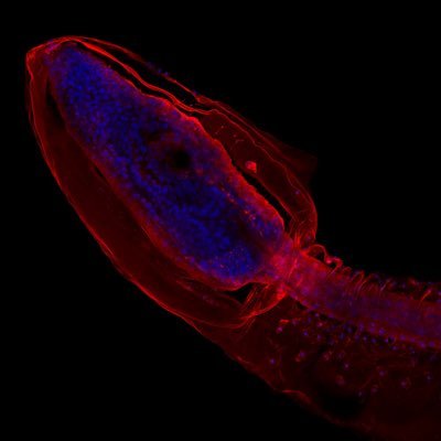 Jørgen Høyer Profile
