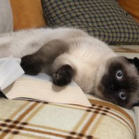 CODA (@osiba57) 's Twitter Profile