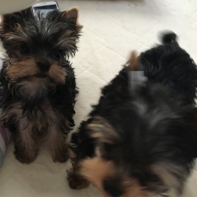 3人の愛しすぎるわんことの暮らしを中心に、衣食住のあれこれやちょっとした遠出についてのささやかすぎる幸せをニンゲンがつぶやくかもしれないしつぶやかないかもしれないアカウントです。氷河期ど真ん中の片隅で、そっと息してます。まさかの転勤でワンズと離れてしまい、試練の日々。呼び寄せ画策中。