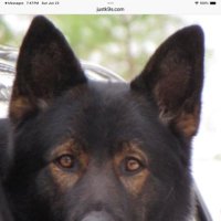 German Shepherd Lover (@jan173816139331) 's Twitter Profile Photo German Shepherd Lover (@jan173816139331) 's Twitter Profile Photo
