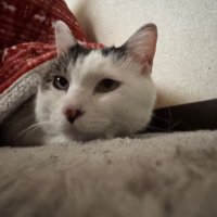 ゆか。線維筋痛症を難病指定へ!! (@ftm_mtf_) 's Twitter Profile