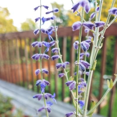 ladybirdsc's profile picture. 